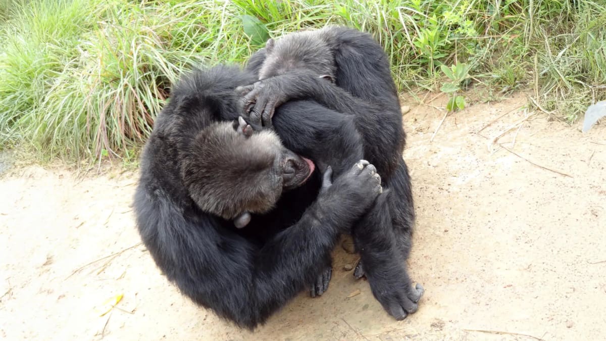 Chimps and Bonobos Form Friend Circles Like Humans Do