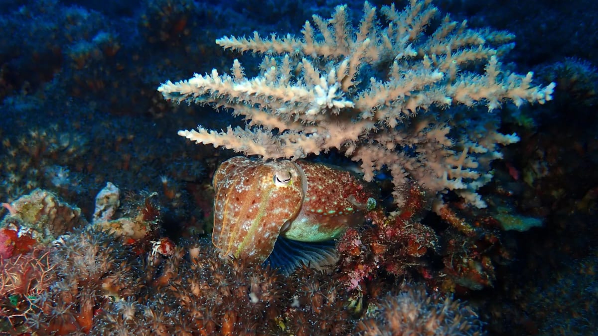 Squid Survived Earth's Worst Extinction in Ocean Depths