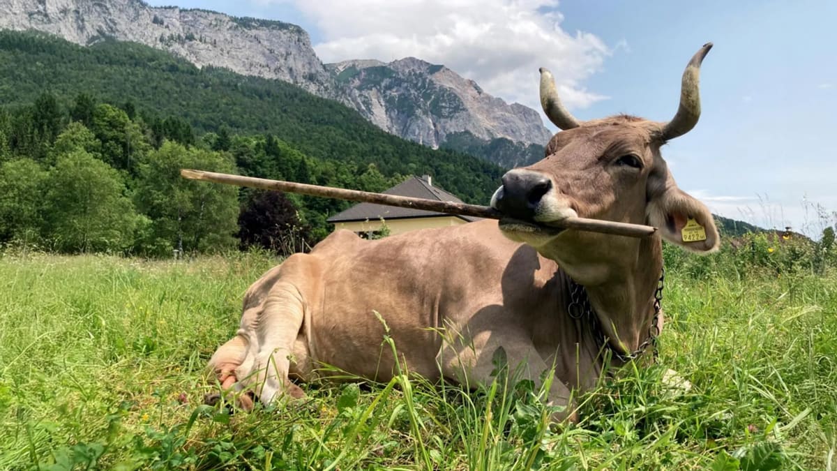 Swiss Brown cow Veronika resting while holding a stick in her mouth to scratch herself