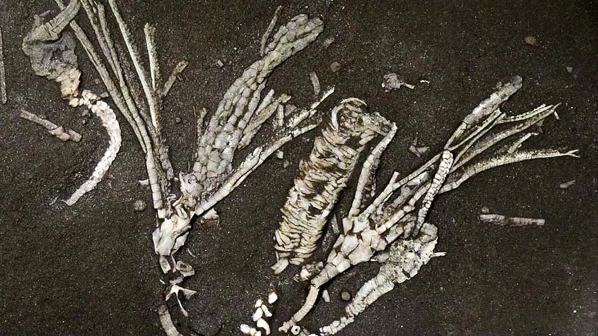 Ancient crinoid fossil showing preserved delicate tube feet from 450 million years ago