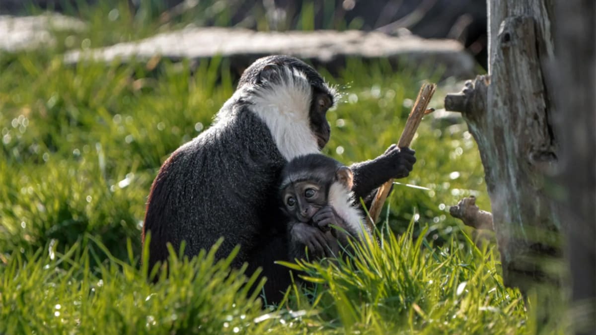 Mother roloway monkey Masaya holding newborn daughter Lagertha at Chester Zoo after successful surgery