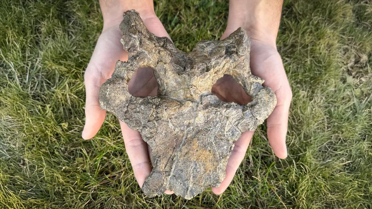Close-up of exceptionally well-preserved 150-million-year-old stegosaur skull from Riodeva, Spain