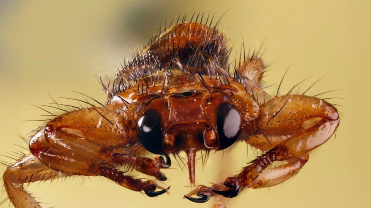 Close-up of a deer ked blood-feeding fly on animal fur