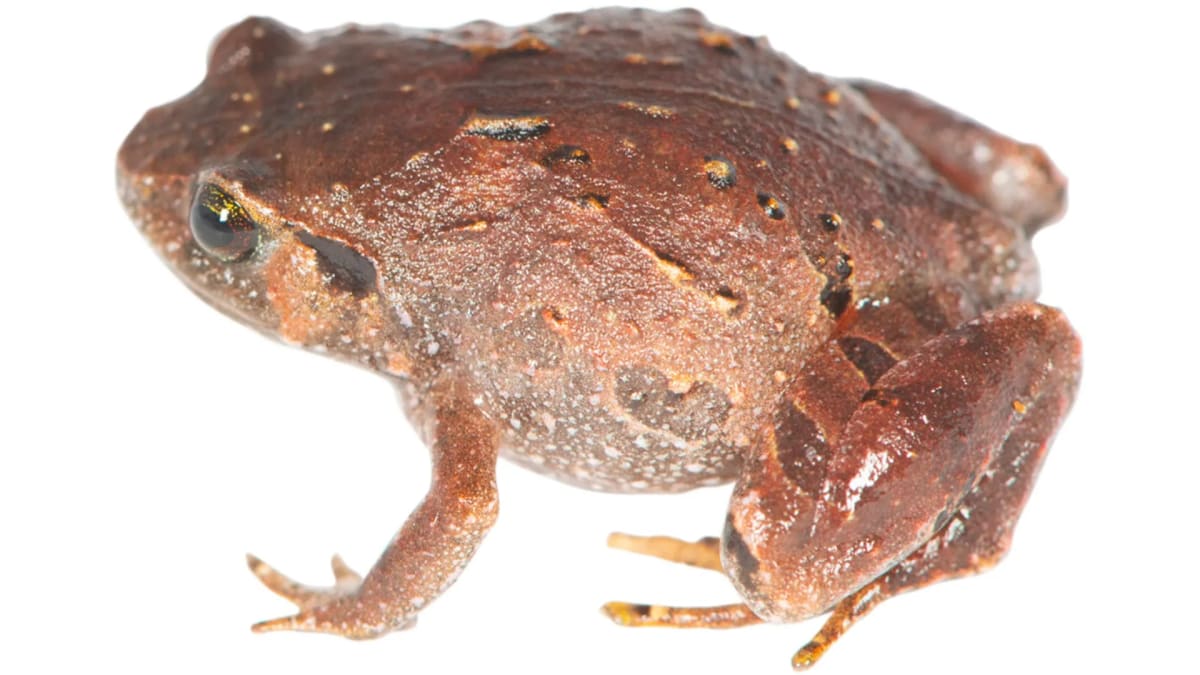 Brown diamond frog from Madagascar with distinctive rounded body sitting on forest floor