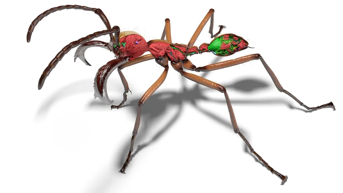 Detailed 3D model of soldier ant showing transparent exoskeleton revealing internal muscles and organs