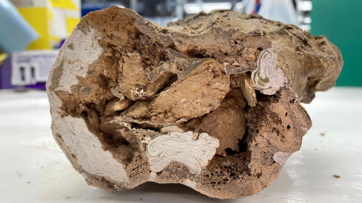 Close-up photograph of fossilized Edmontosaurus hip bone showing preserved ancient bone structure