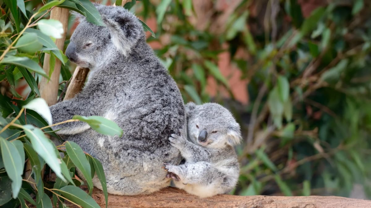 Koalas Bounce Back After Near-Extinction DNA Crisis