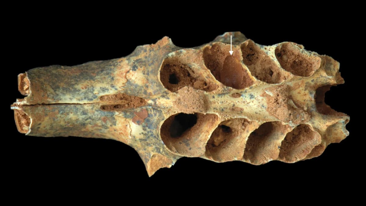 Fossilized mammal skull showing ancient bee nest preserved inside empty tooth socket