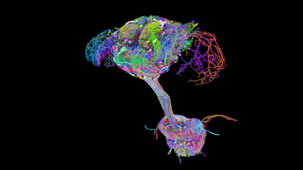 Colorful 3D visualization showing neural connections between fruit fly brain and nerve cord