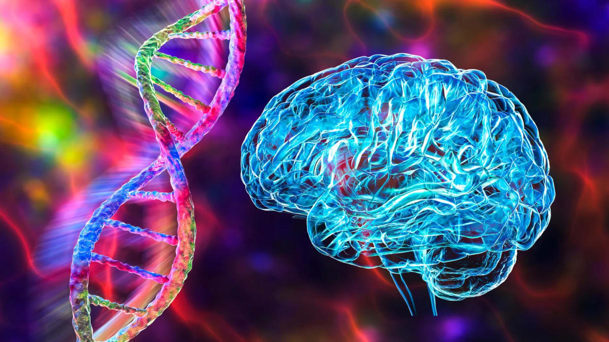 Human-Only Gene May Explain Our Unique Brainpower