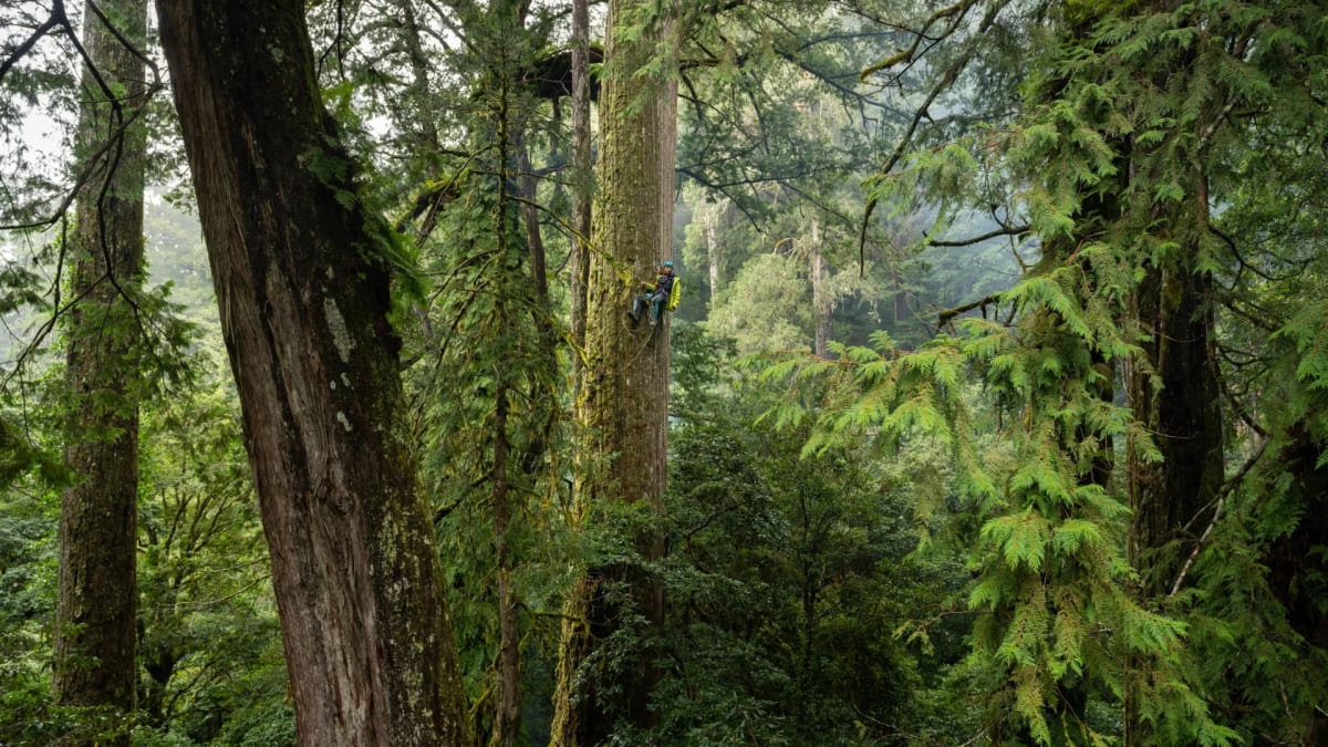 Scientists Find 276-Foot Tree Hidden in Taiwan Mountains