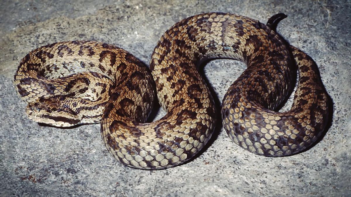 One Himalayan Snake Was Actually 5 Hidden Species