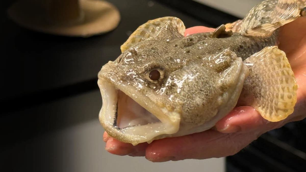 Tiny Fish Gut Bacteria May Help Oceans Store Carbon