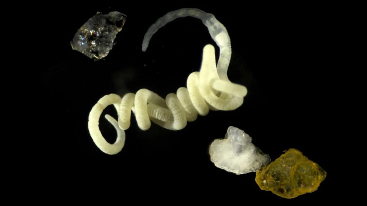Animals Have Been Eating Nature's Bioplastic for Eons