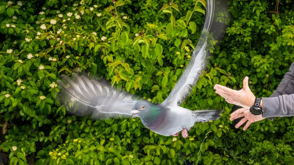 Scientists Solve Pigeon Navigation Mystery: It's the Liver