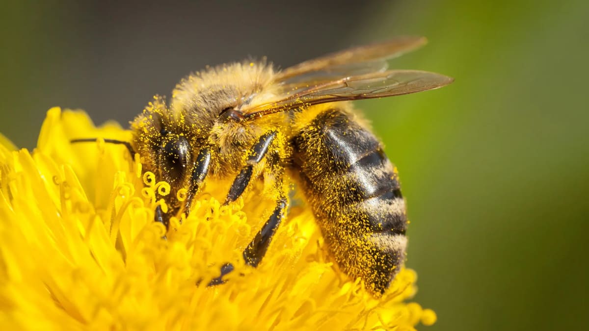 Honeybee gathering golden pollen from bright flower while feeding in garden