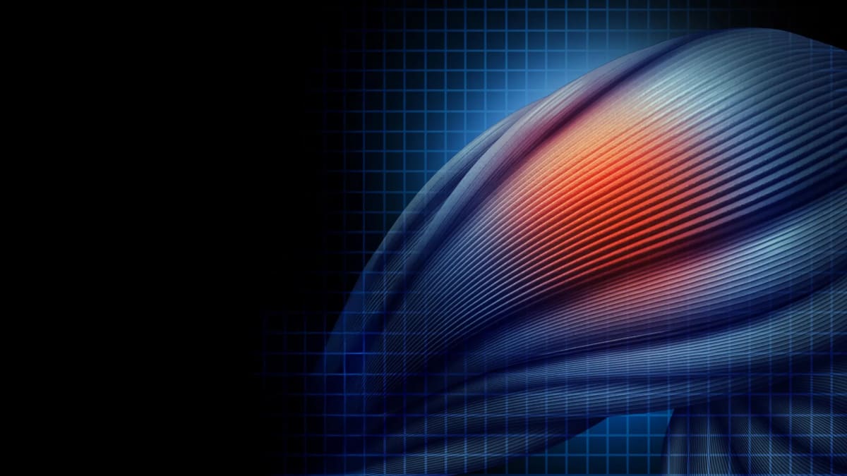 Protein Discovery Opens Path to Muscular Dystrophy Cure
