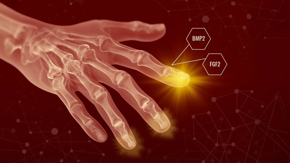Conceptual illustration showing growth factors BMP2 and FGF2 being applied to stimulate mammalian tissue regeneration