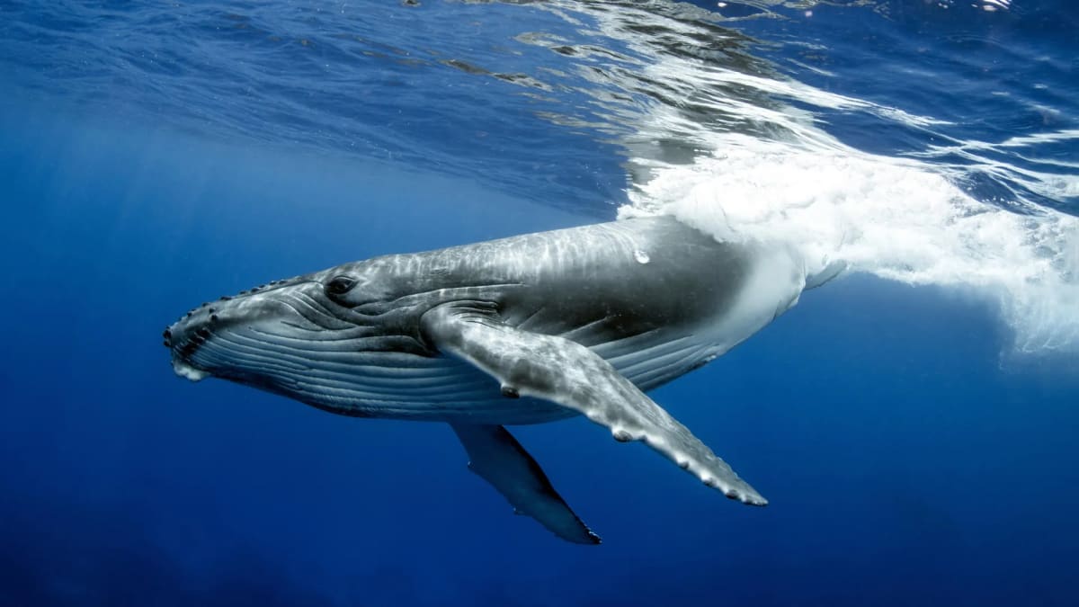 Humpback Whale Swims Record 15,100 Kilometers Across Oceans