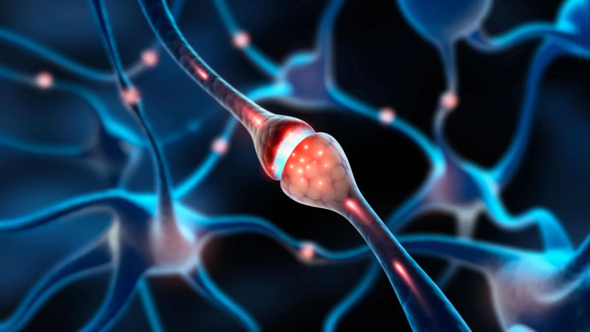 Colorful illustration of brain neurons with highlighted synaptic connections between dendrites