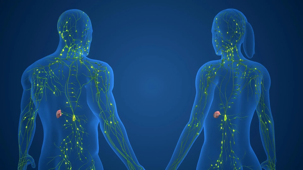 Scientist examining colorful genetic data visualization showing immune cell differences between sexes