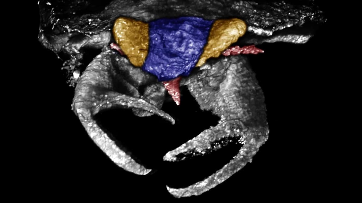 CT scan showing 100-million-year-old insect fossil with distinctive crab-like claws on front legs