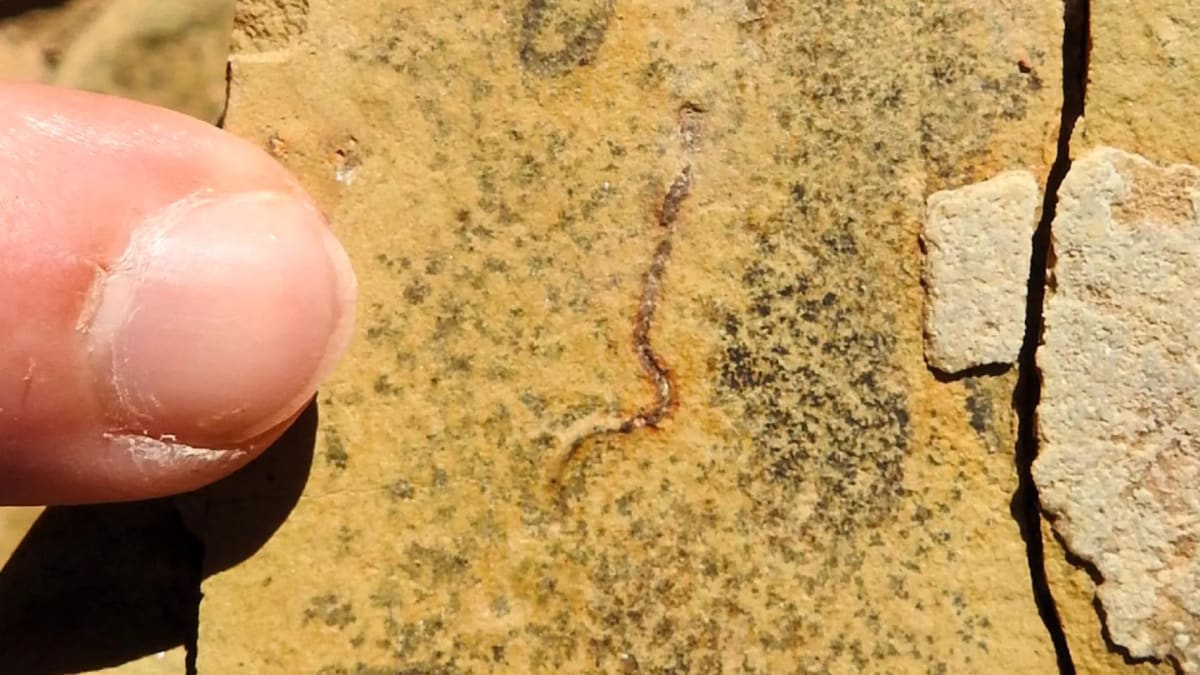Ancient fossilized bacteria visible to naked eye from Brazilian seabed 540 million years old
