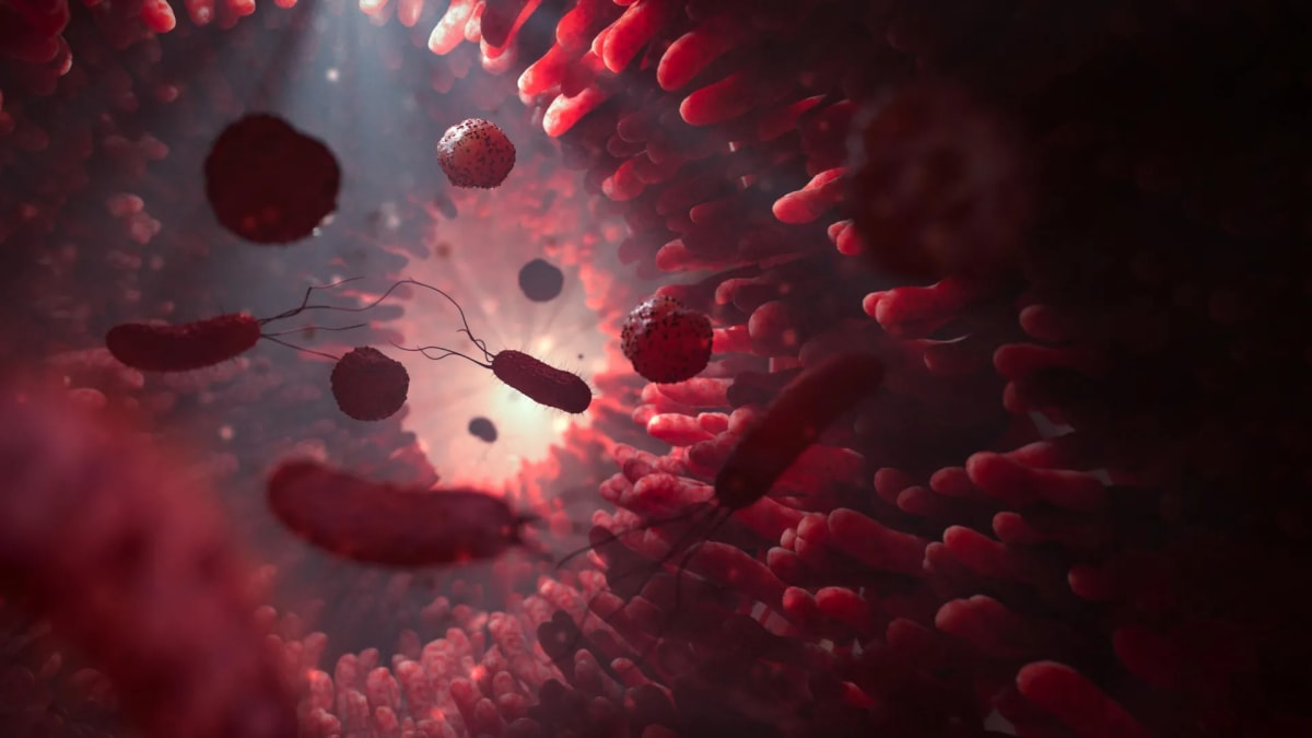 Microscopic illustration showing gut bacteria injecting proteins into human intestinal cells