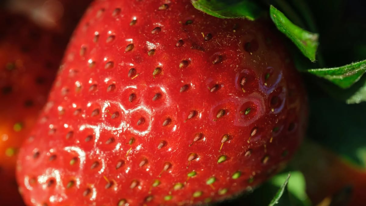 Vibrant red strawberries showcasing rich color and quality from genetic enhancement research