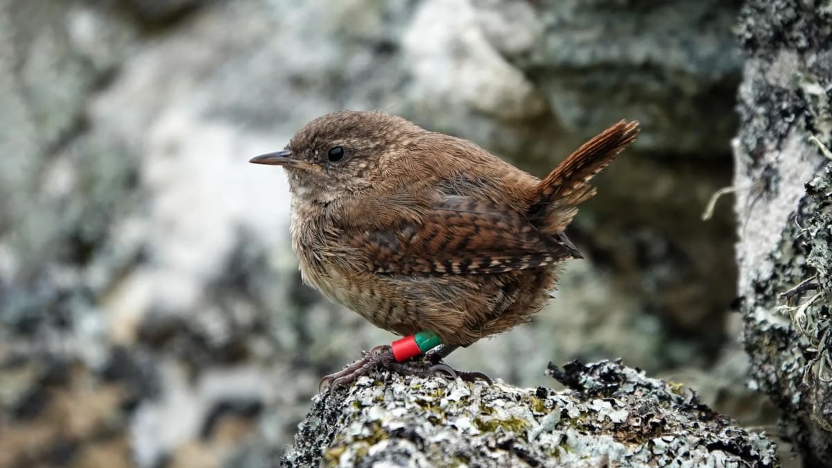 Scottish Island Wrens Evolving Into Giants Before Our Eyes