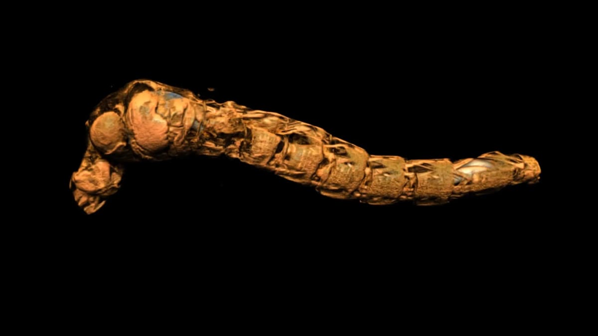Microscopic CT scan showing translucent lake fly larva with visible air sacs inside body