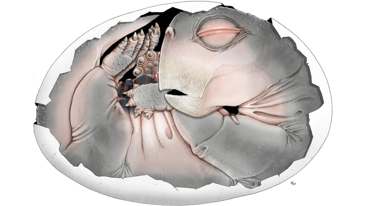 Fossil reconstruction showing curled Lystrosaurus embryo inside partially preserved ancient egg shell