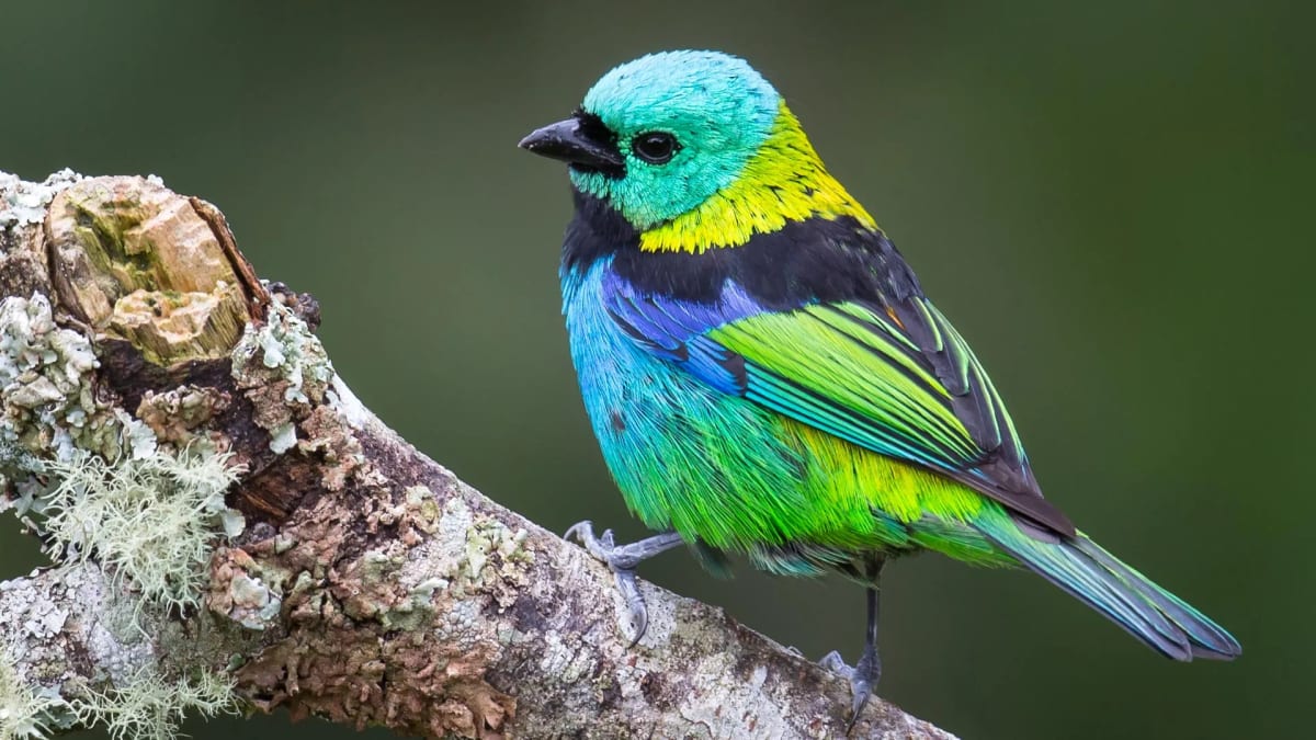 Colorful songbird perched on branch with museum skeleton specimens in background grid