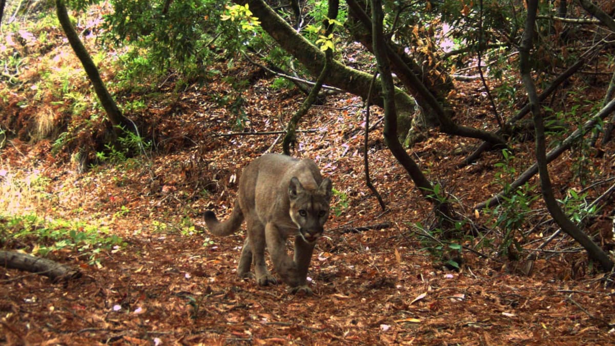 Mountain lion captured on motion-activated trail camera at Stanford's Jasper Ridge Biological Preserve