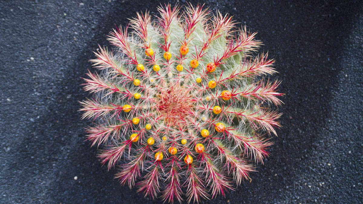 Colorful blooming cactus flowers in desert showing rapid evolutionary adaptation in plants