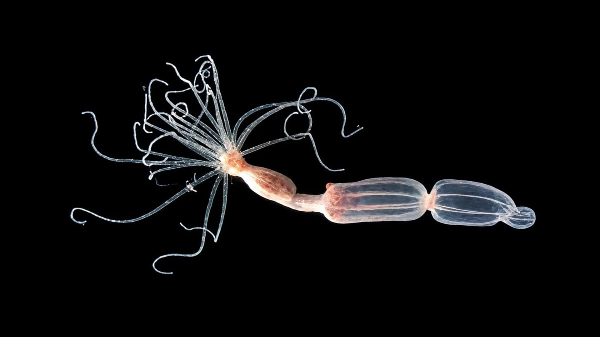 Nematostella vectensis sea anemones in laboratory setting showing translucent marine creatures used for immune system research