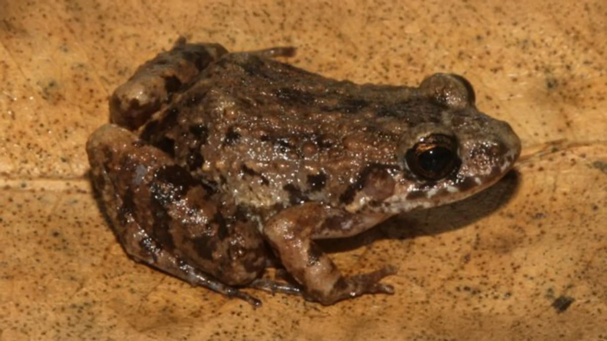 Small brown Adenomera varcena frog sitting on forest floor in Amazon floodplain habitat