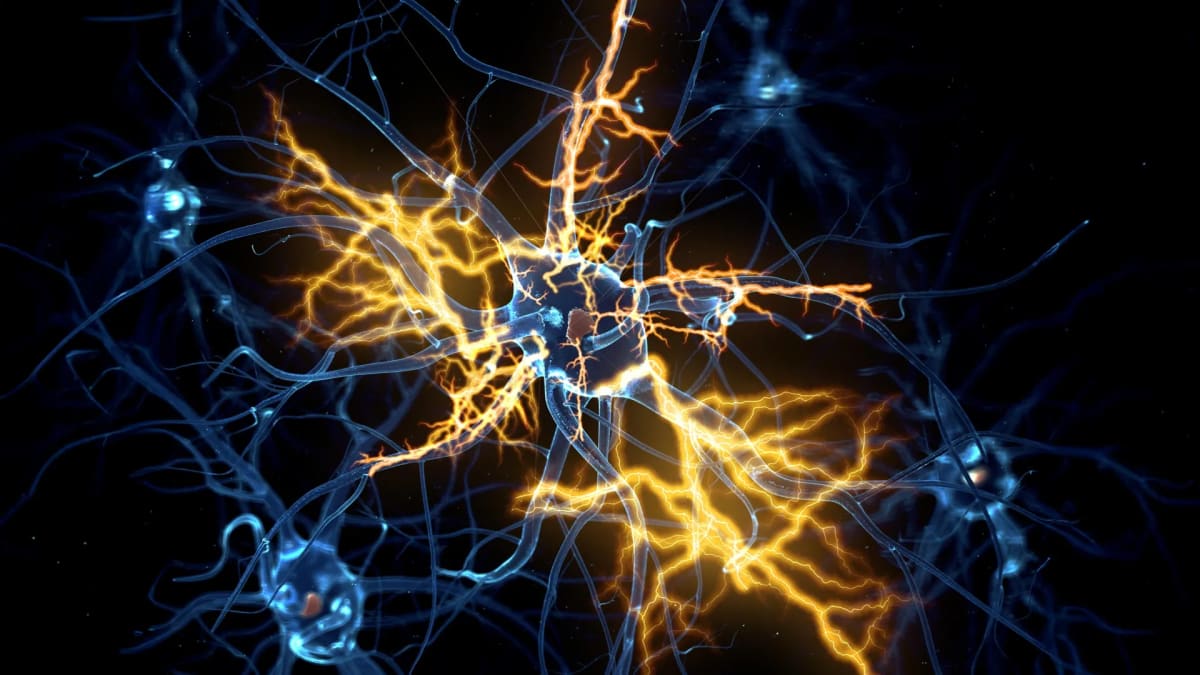 Laboratory-grown miniature brain organoid showing neural connections under microscope illumination