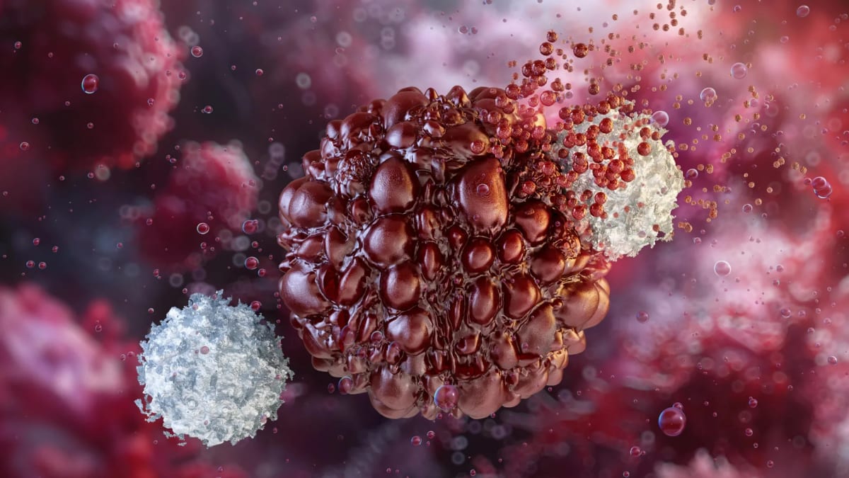Medical illustration showing complement C3 protein blocking immune suppressor cells near cancer tumor