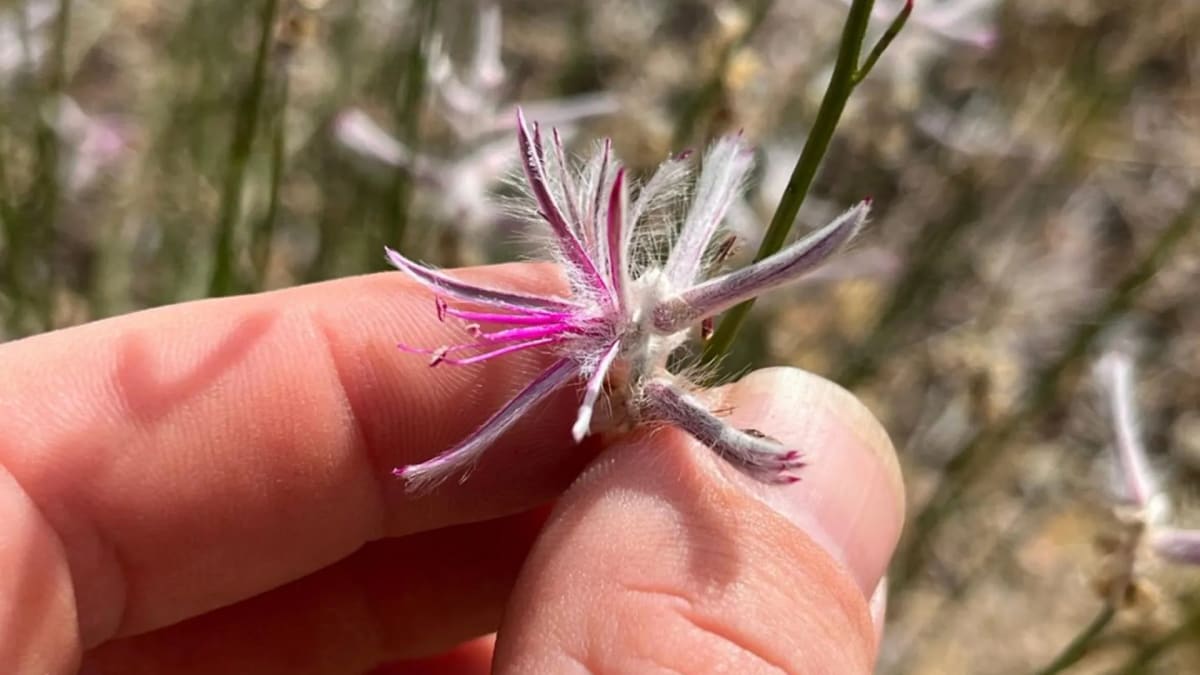 Delicate purple pink flowering Ptilotus senarius shrub rediscovered in remote Australian outback after 60 years