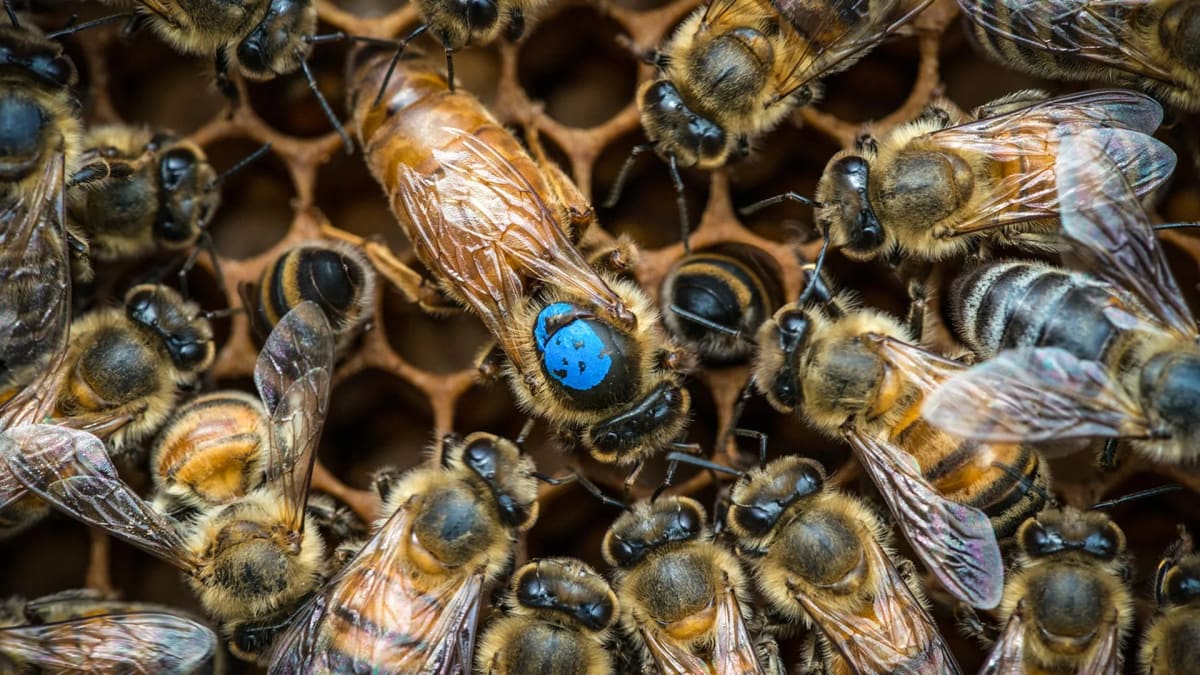 Young worker bees surround and care for queen bee with blue identification dot in hive