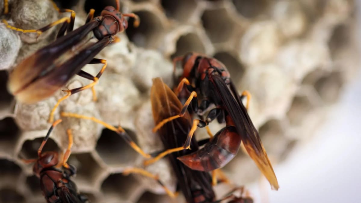 Tropical paper wasps working together on their nest structure in natural habitat