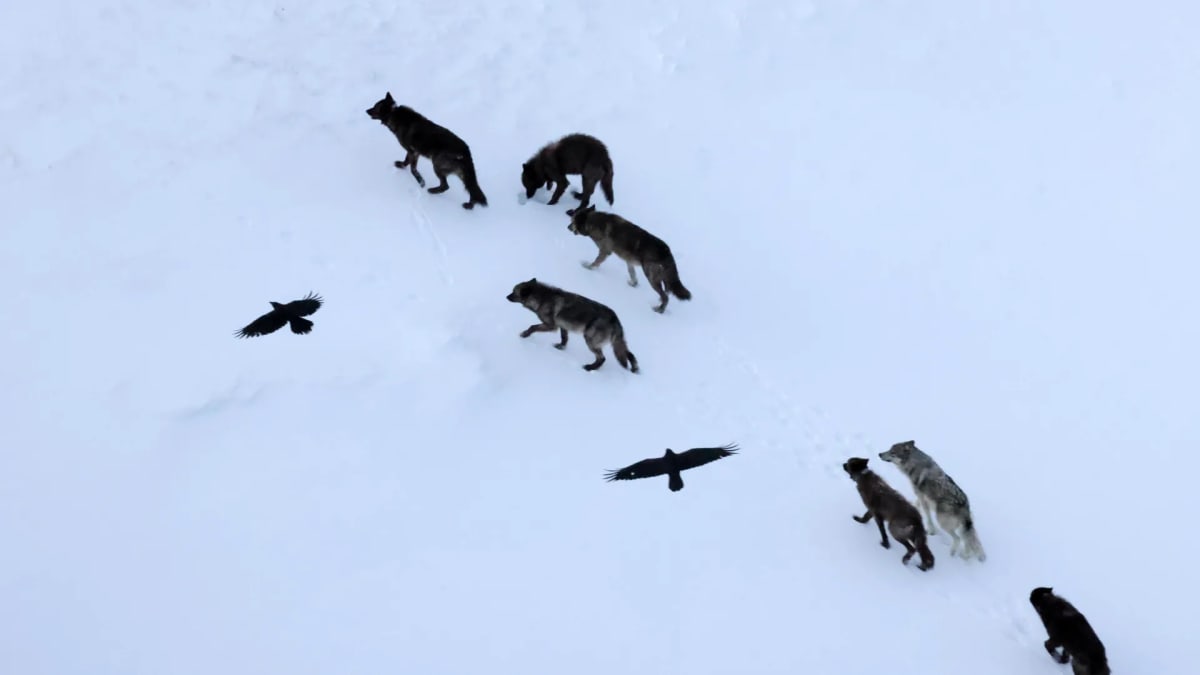 Two black ravens flying above gray wolf pack in snowy Yellowstone National Park