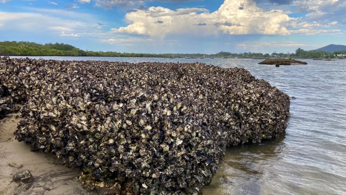 Natural Sydney rock oyster reef showing complex three-dimensional ridges and protective spaces