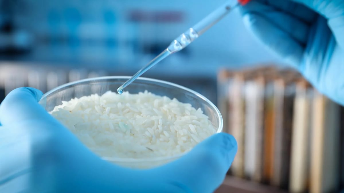 Scientists Turn Rice Into Material That Adapts to Impact