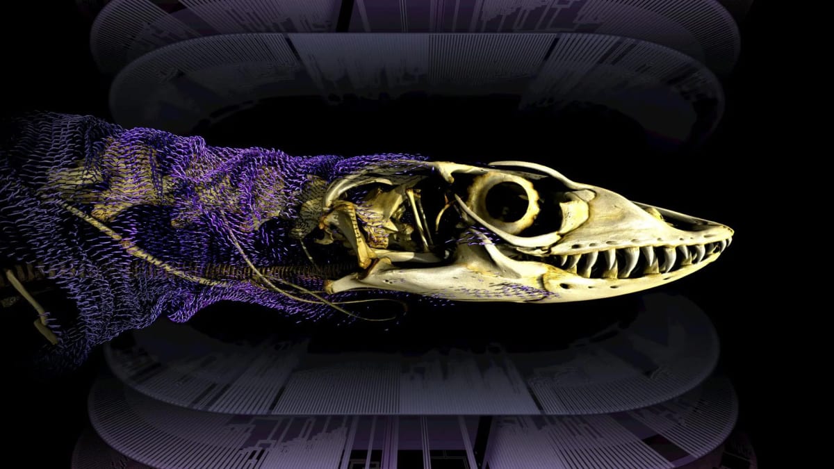 Australian Lizards Evolved Armor Twice Over 320 Million Years