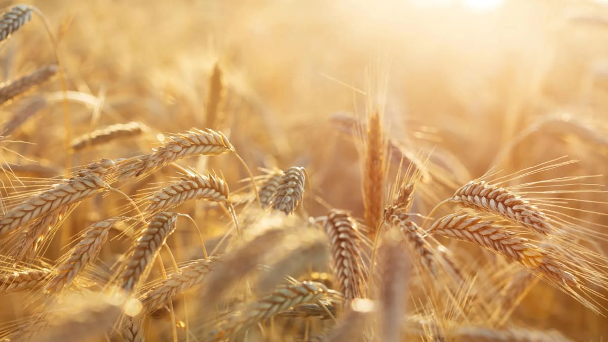 Scientists Crack 30-Year Rye Pollen Mystery for Cancer