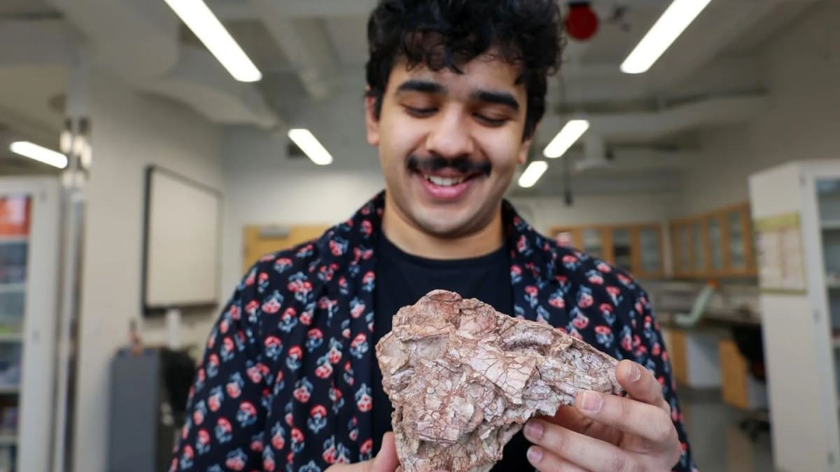 Reconstructed skull of Ptychotherates bucculentus, an early carnivorous dinosaur with distinctive large cheekbones