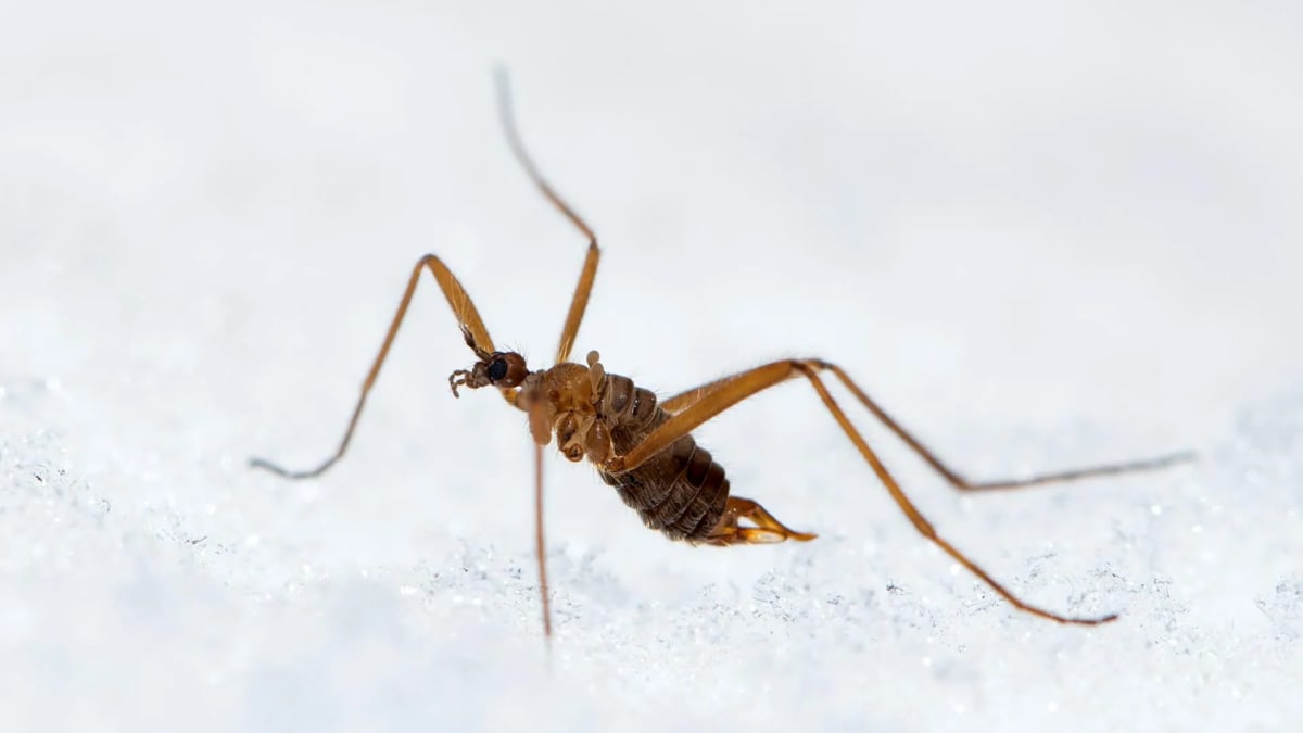 Small wingless snow fly walking across white snow surface in winter conditions
