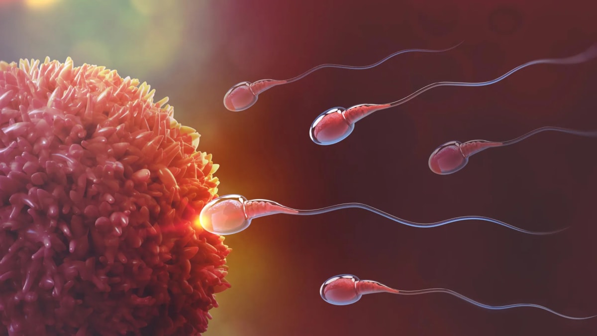 Microscope view of developing sperm cells in laboratory research setting for contraceptive study